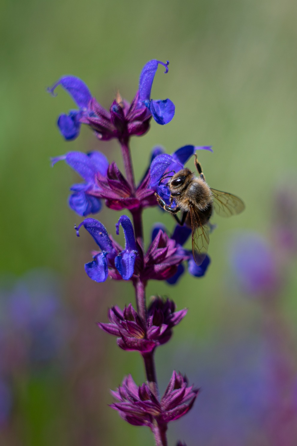 A bee taking of from a lavender flower.
