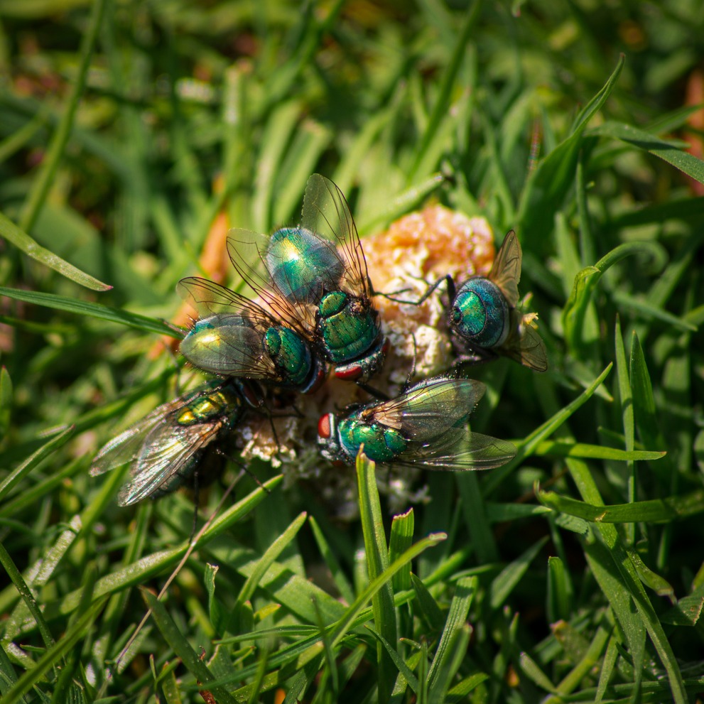 Blow flies gloriously glistering in the sunshine.