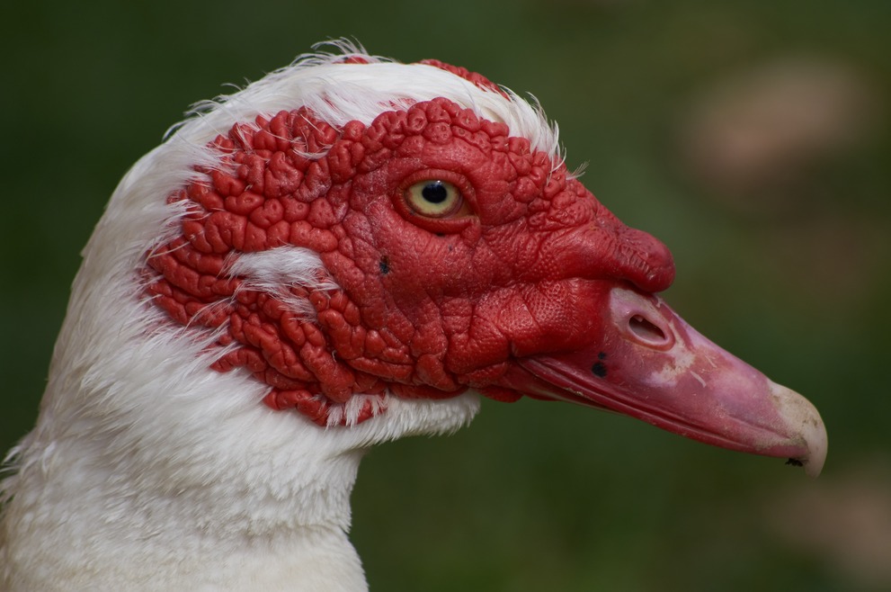 Some kind of warded goose.