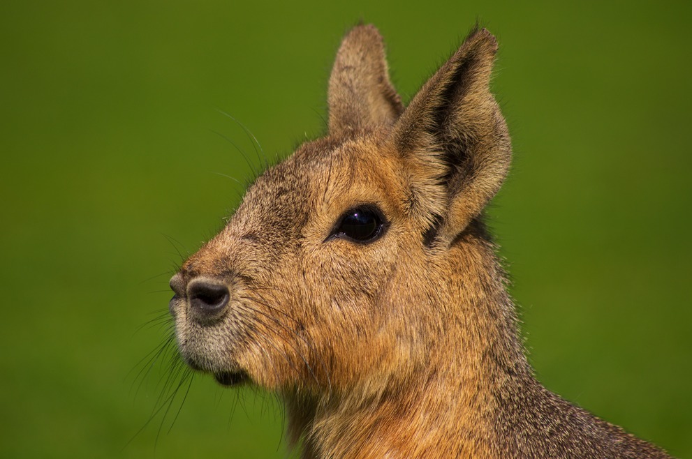 The head of a mara against green background.
