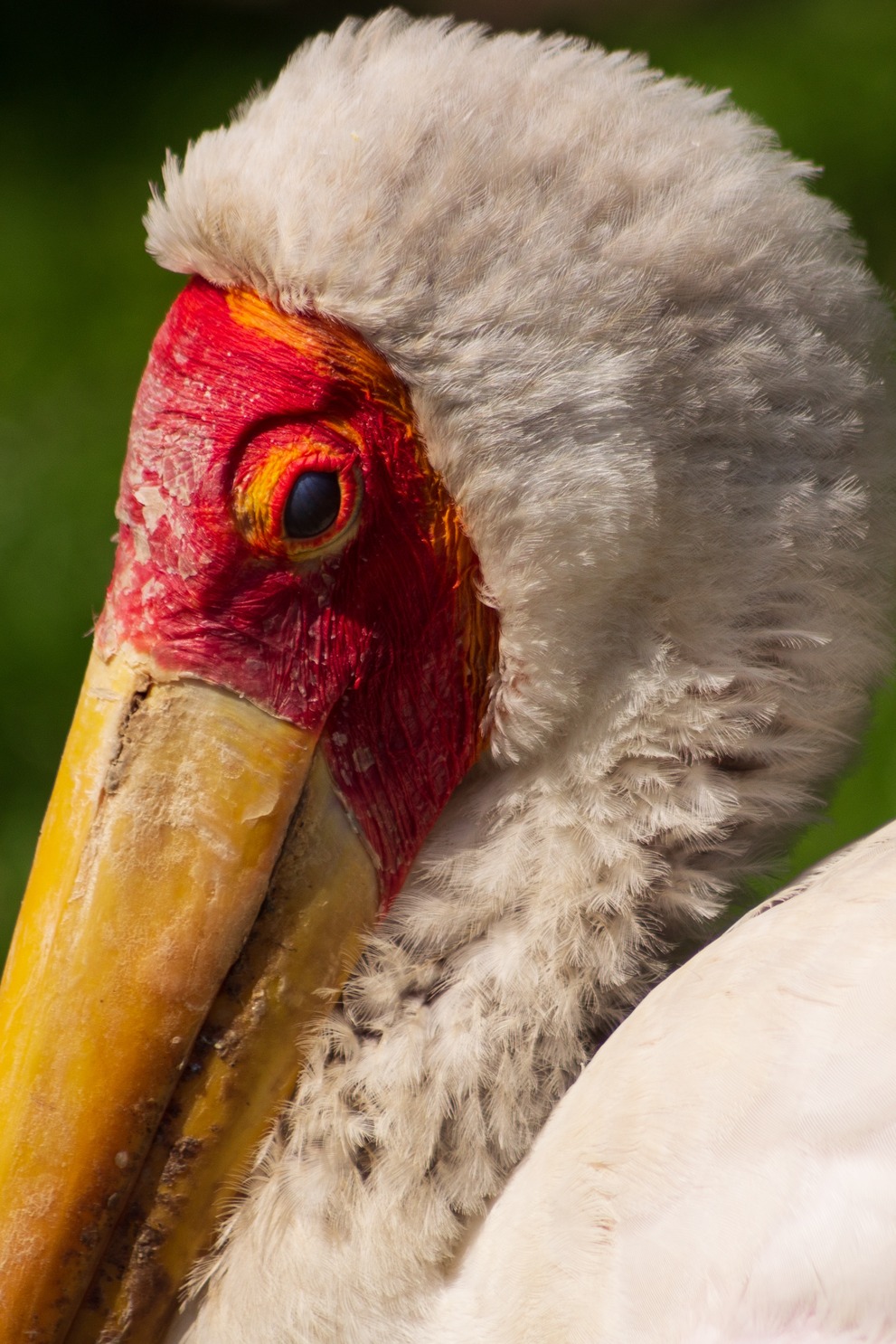 The head of a marabu.