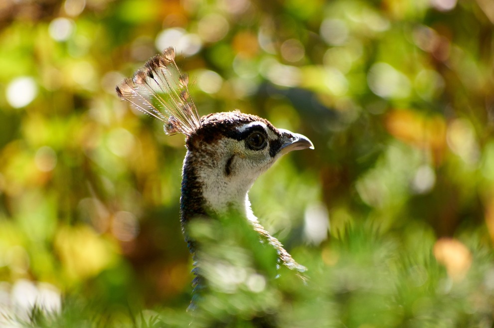 The head of female peacock in a sea of bright bokeh.