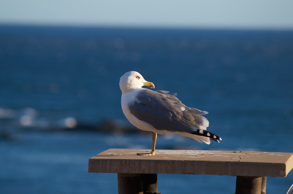 A seagull on a chimney looking into the sun.