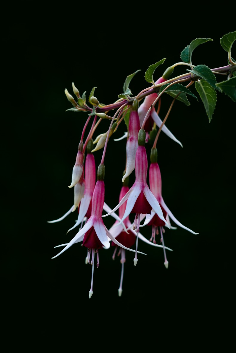 Flowers hanging like red bells on a black background.