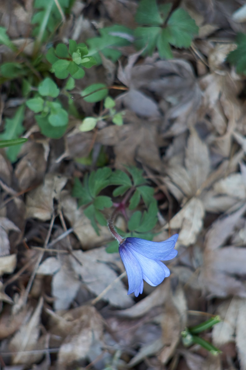 A single blue blossom in early spring over the rotten brown ground.