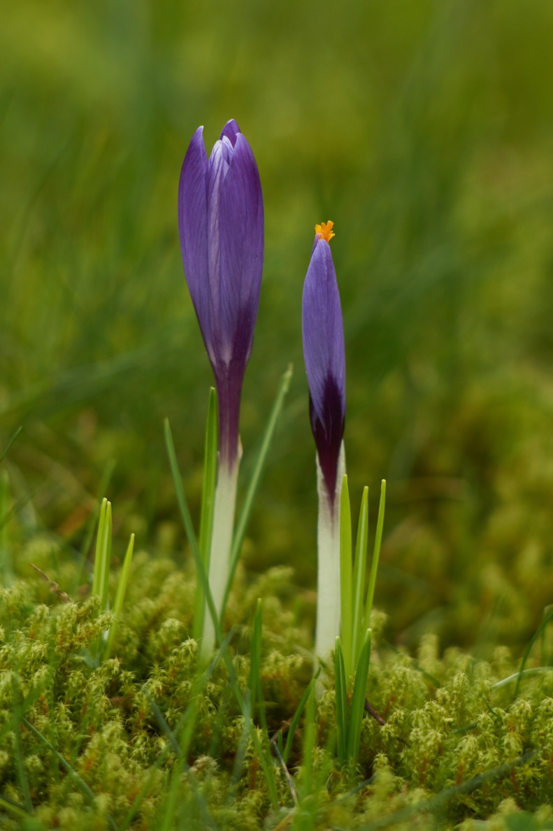 Two crocus flowers in the Loki Schmidt garden.