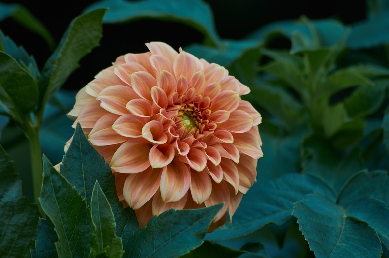 A Dahlia looking like a canon ready to fire.
