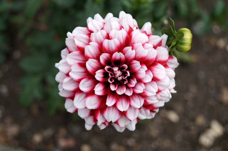 A Dahlia in violet and white on naked soil.
