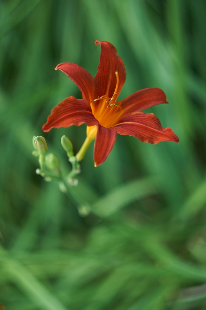 A red flower blossom and a background of coarse green brush strokes.