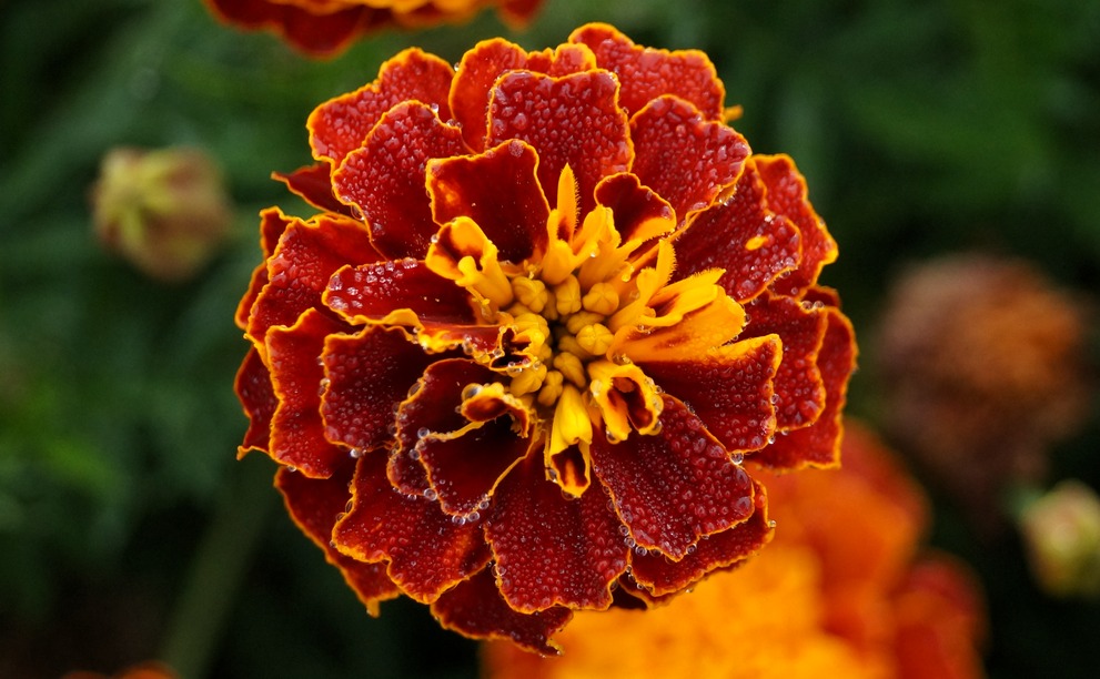 A red Dahlia with yellow edges covered in water droplets.