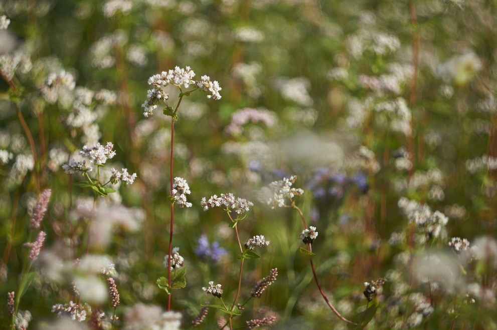 A field of wild flowers with the strong swirly bokeh of the Helios 44-2.