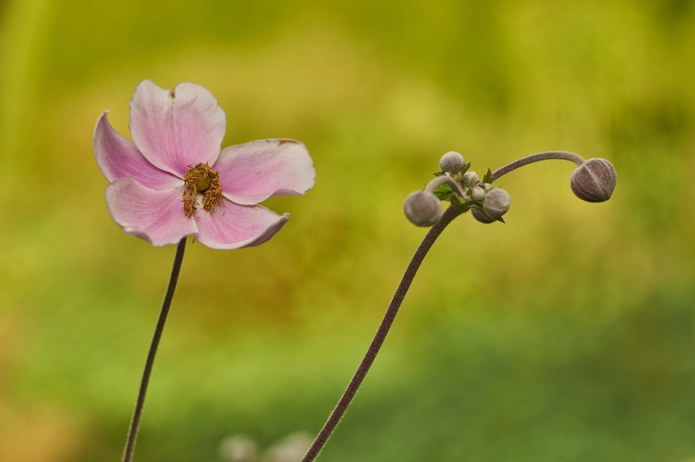 An opened and a closed flower blossom on a green-yellow background.